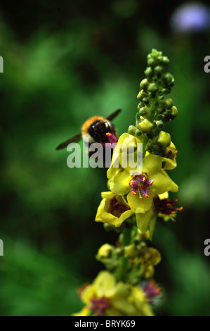 Eine Biene sammelt Pollen von einer gelben Spitze von Verbascum Oxfordshire UK Stockfoto