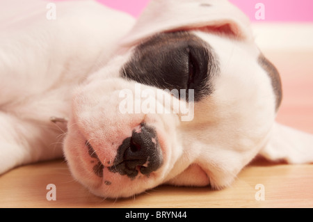 Süße Boxer Welpen schlafen Stockfoto