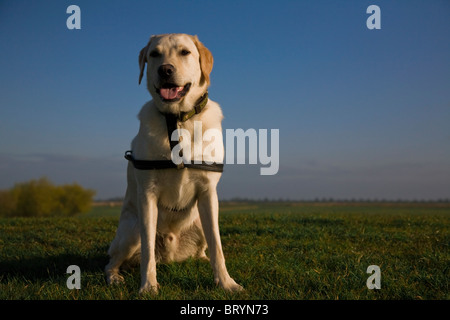 Gelber Labrador tragen Gurt sitzen auf Rasen Stockfoto