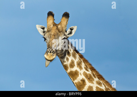 Kopf und Hals einer Giraffe mit seiner Zunge heraus gegen einen klaren blauen Himmel Stockfoto