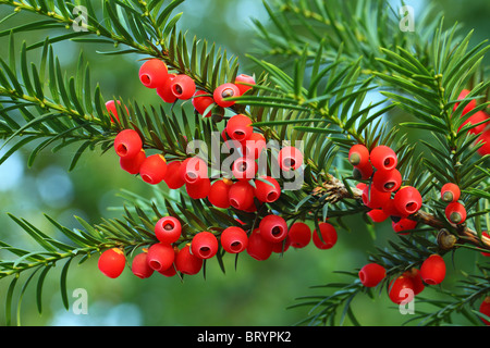 Eibe Baum rote Beeren auf einem Zweig Taxus baccata Stockfoto