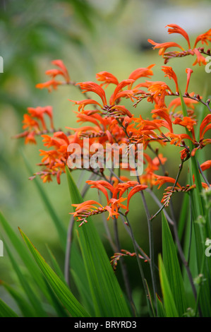 Kleinen Bauerngarten mit rote Crocosmia Blumen auch bekannt als Montbretia Oxfordshire UK Stockfoto