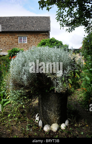 Kleinen Bauerngarten mit eingemachten Lavendel Oxfordshire UK Stockfoto