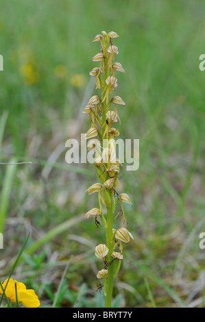 Mann Orchidee (Aceras Anthropophorum - Orchis Anthropophora) Blüte im Frühling - Cevennen - Frankreich Stockfoto