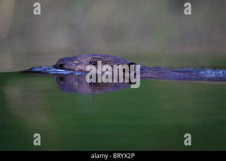 Portrait über wilden Eurasische Biber (Castor Fiber) Schwimmen im Wasser. Europa Stockfoto