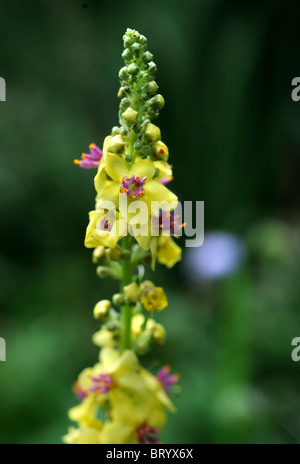 Eine gelbe Spitze von Verbascum Oxfordshire UK Stockfoto