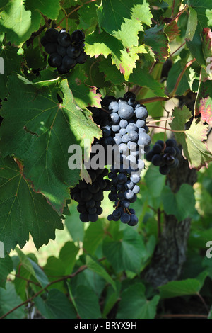 Wein - Trauben - Weinberg (Vitis Vinifera) französische Tafeltrauben 'Alphonse Lavallée' - Vaucluse - Provence - Frankreich Stockfoto