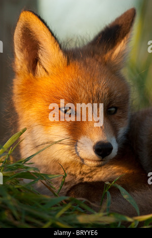 Porträt von Wild, junge Rotfuchs (Vulpes Vulpes). Europa Stockfoto