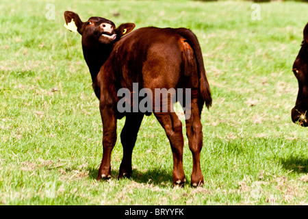 Kühe aus der Titsey Herde von Sussex Kühe vor Titsey, Oxted Stockfoto