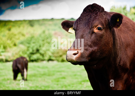 Kühe aus der Titsey Herde von Sussex Kühe vor Titsey, Oxted Stockfoto