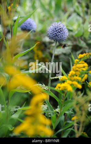 Eine Biene summt herum eine Kugel Distel in einem englischen Cottage-Garten Stockfoto