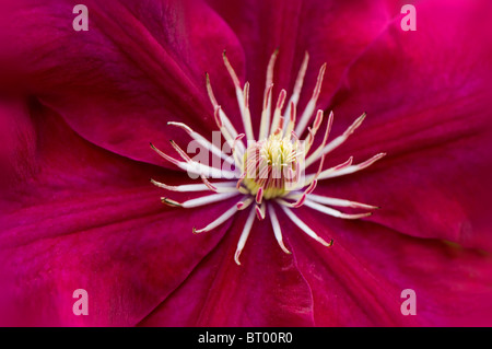 Eine Nahaufnahme der schönen Clematis 'Ville De Lyon' Blume Stockfoto