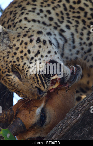 Leopard Essen Impala Closeup Stockfoto