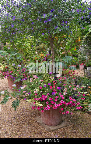 Englischer Landschaftsgarten mit bunt bepflanzten Container Stockfoto