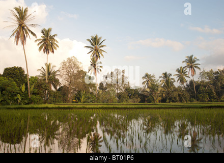 Eine schöne Reisfelder in der Nähe von Ubud, Bali. Reflexionen der Palmen im Wasser Stockfoto