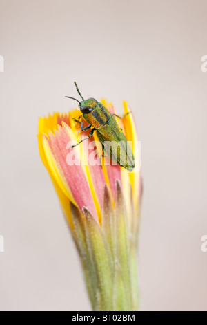 Holz-langweilig-Käfer Stockfoto