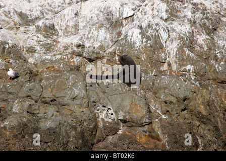 ein Siegel auf Felsen in Kaikoura, Südinsel, Neuseeland, Whale-watching Bootsfahrt entnommen. Stockfoto