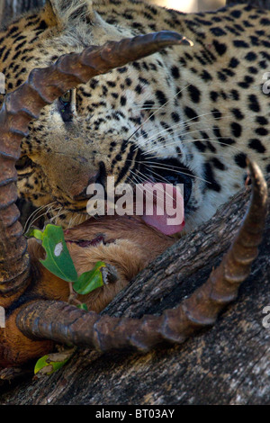 Leopard Essen Impala Closeup Stockfoto