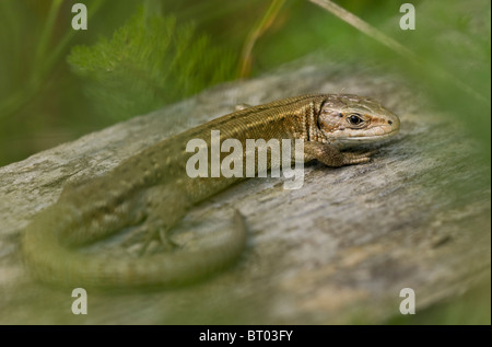 Gemeinen (Viviparous) Eidechse (Lacerta Vivipara / Zootoca Vivipara), basking auf Holz unter Unterholz, August. Stockfoto