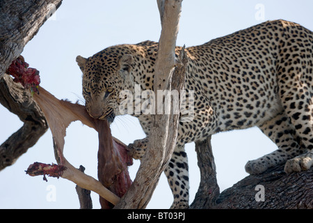 Leopard Essen Impala Closeup Stockfoto