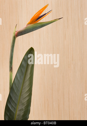 Paradiesvogel Blume (Strelitzia Reginae) Stockfoto