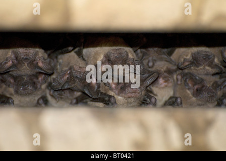 Mexikanische Bulldoggfledermäuse Fledermäuse, vor Brasiliensis, Waugh St. Bridge, Houston, Texas USA Stockfoto