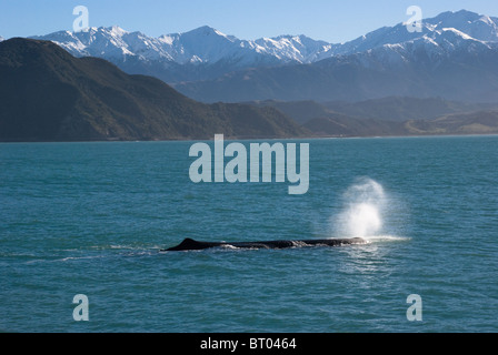 Ein Wal erstellt einen Auslauf oder Quelle des Wassers, wie es durch die Schlag-Öffnung in Kaikoura Neuseeland atmet Stockfoto