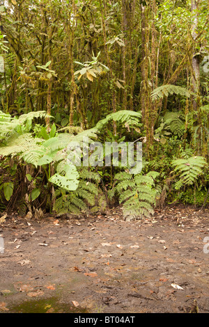 Dichten tropischen Regenwald in Ecuador Stockfoto