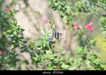 [Blau geflügelte Biene] Fütterung auf Blumen mit Flügel Farben sammeln Nektar violette Holzbiene Xylocopa Violacea Stockfoto