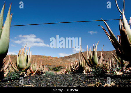 Aloe-Vera-Pflanzen Landwirtschaft Fuerteventura Kanarische Spanien Heilung Plantage Bauernhof Fabrik Stockfoto