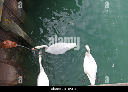 Three swans drinking from a fresh water outlet Stockfoto