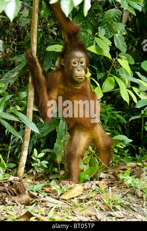 Junger Orang-Utan, Borneo, Indonesien Stockfoto