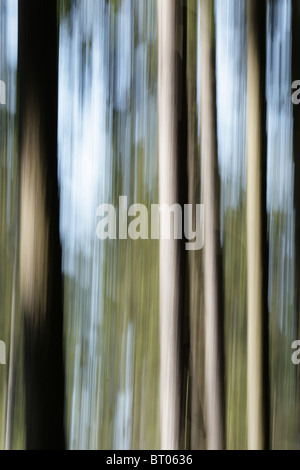 Abstraktes Bild von einem Wald im Frühling, Bewegungsunschärfe durch Langzeitbelichtung. Stockfoto