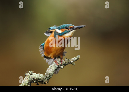 Der Eisvogel, Alcedo Atthis, Angeln von einem alten Zweig. Stockfoto