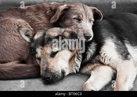 Zwei Hunde auf der Straße Stockfoto