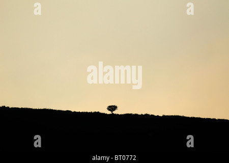 Eine Silhouette eines Baumes auf Haytor bei Sonnenuntergang auf Dartmoor National Park in Devon Stockfoto