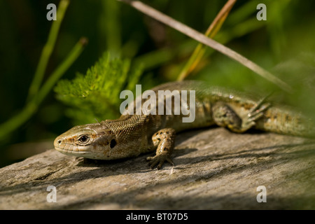 Gemeinen (Viviparous) Eidechse (Lacerta Vivipara / Zootoca Vivipara), basking auf Holz unter Unterholz, August. Stockfoto