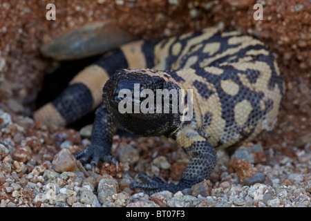 Gila Monster (Heloderma Suspectum) Sonora-Wüste - Arizona - einer der beiden giftigen Echsen der Welt Stockfoto