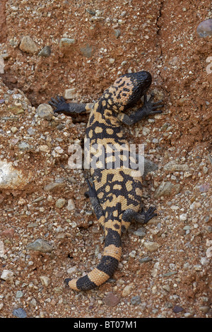 Gila Monster (Heloderma Suspectum) Sonora-Wüste - Arizona - einer der beiden giftigen Echsen der Welt Stockfoto