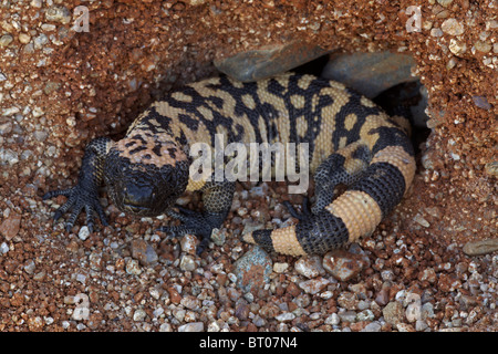 Gila Monster (Heloderma Suspectum) Sonora-Wüste - Arizona - einer der beiden giftigen Echsen der Welt Stockfoto