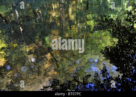 Herbstliche Farbpalette spiegelt sich in den Fluß Nidd, Yorkshire, England Stockfoto