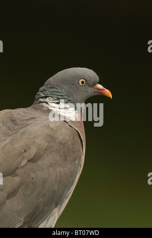 Woodpigeon, (Columba Palumbus), Close up Portrait von Erwachsenen. Stockfoto