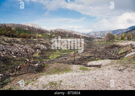 Bleibt nach dem Brand im Jahr 2007 in Parnitha Nationalpark, Griechenland. Stockfoto