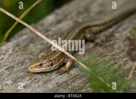 Gemeinen (Viviparous) Eidechse (Lacerta Vivipara / Zootoca Vivipara), basking auf Holz unter Unterholz, August. Stockfoto