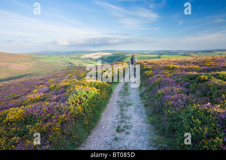 Kaukasische Männer Wanderer (31 Jahre alt) auf dem South West Coast Path auf große Henker. Exmoor National Park. Devon. England. VEREINIGTES KÖNIGREICH. Stockfoto