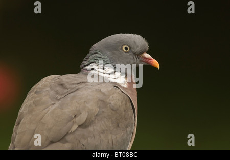 Woodpigeon, (Columba Palumbus), Nahaufnahme von Erwachsenen. Stockfoto