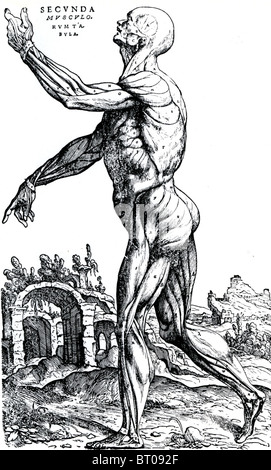 ANDREAS VESALIUS (1514-64) der oberflächlichen Muskulatur aus seinem 1543 Buch De Humani Corporis fabrica Stockfoto
