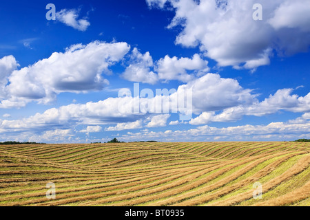 Zeilen der geerntete Weizen und Cumulus-Wolken am kanadischen Prärie. Tiger Hills, Manitoba, Kanada. Stockfoto