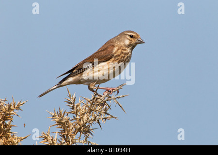 Eine weibliche Hänfling thront auf einem Ginster-Zweig Stockfoto