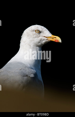 Silbermöwe Portrait Stockfoto